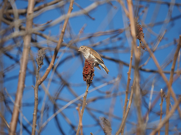 Veery