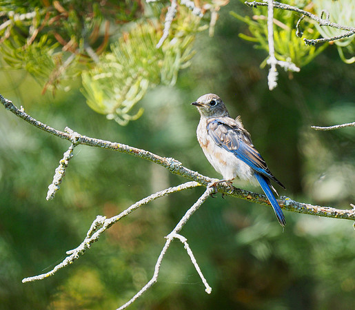 Eastern Bluebird, juvenile; Lake Park, Milwaukee, WI; September