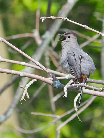 Gray Catbird; Lake Park, Milwaukee, WI; May