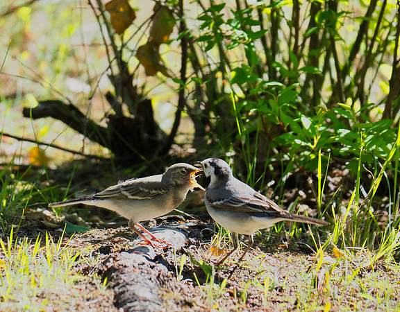 Feeding the chick.