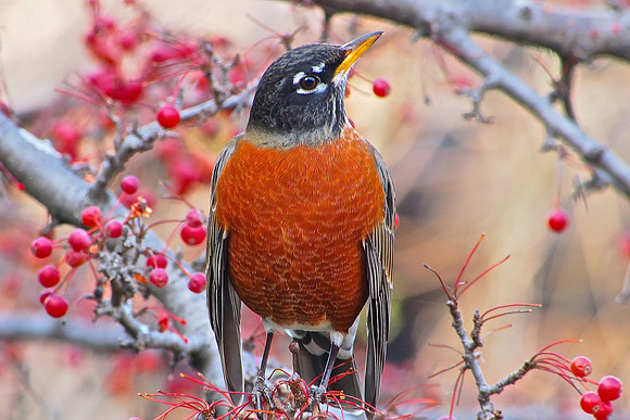 American Robin; UW Madison Arboretum, WI; June