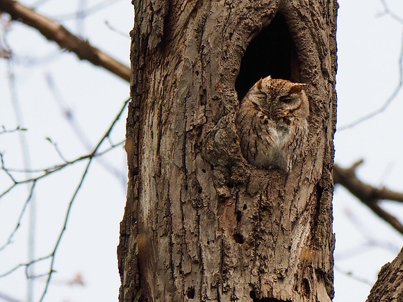 Eastern Screech-Owl;  Lake Park, Milwaukee, WI; July