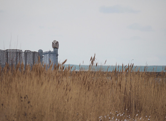 Snowy Owl; Lake Express grounds; January