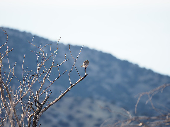 Northern Pygmy-Owl; Arizona