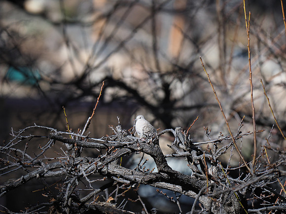 Inca Dove; Arizona