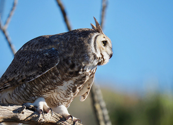Great Horned Owl