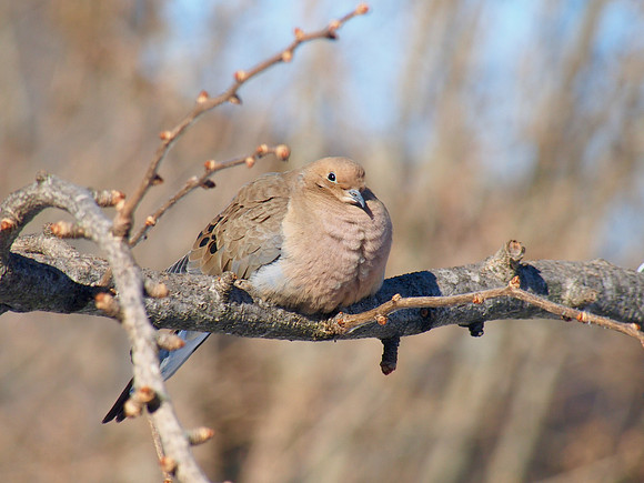 Mourning Dove; Whitefish Bay, WI; December
