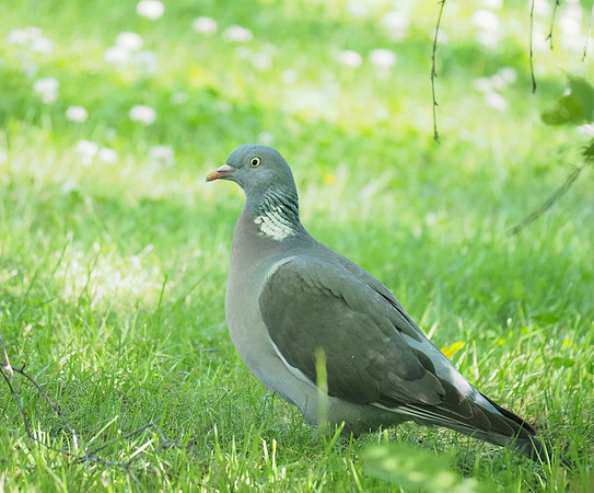 Wood Pigeon, Kurikka, FI