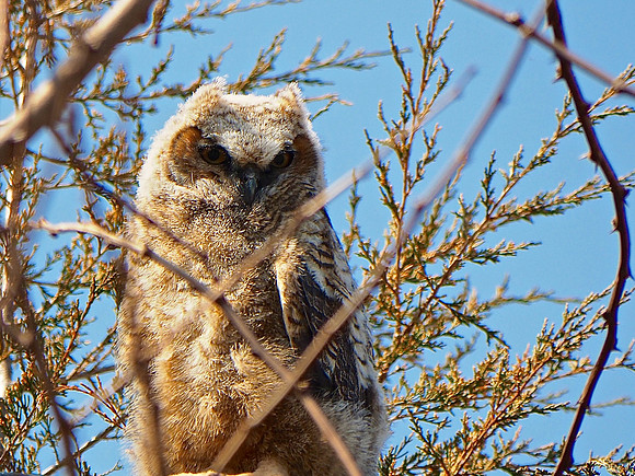 Great Horned Owl;  Glendale, WI;  March