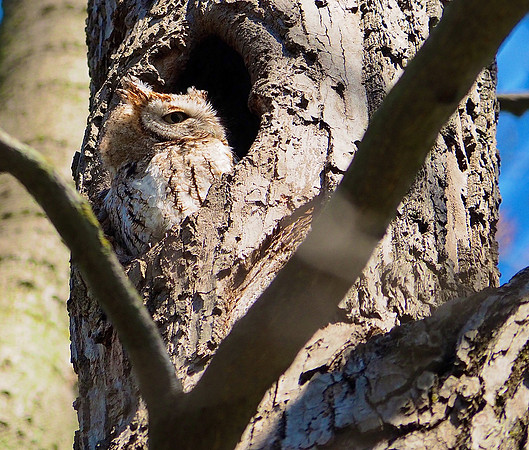 Eastern Screech-Owl;  Lake Park, Milwaukee, WI; July