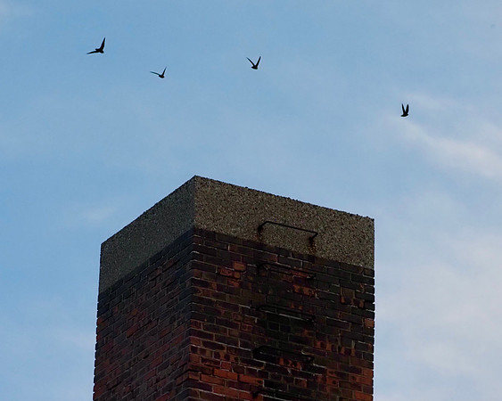 Chimney Swift roost.  Fox Bay Building, Whitefish Bay, WI