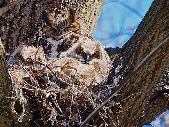 Great Horned Owls; Glendale, WI; February