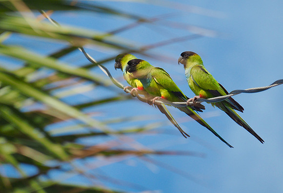 Black Hooded Parakeets; Sarasota, FL; February
