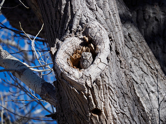 Catching the morning sun in the big cottonwood.