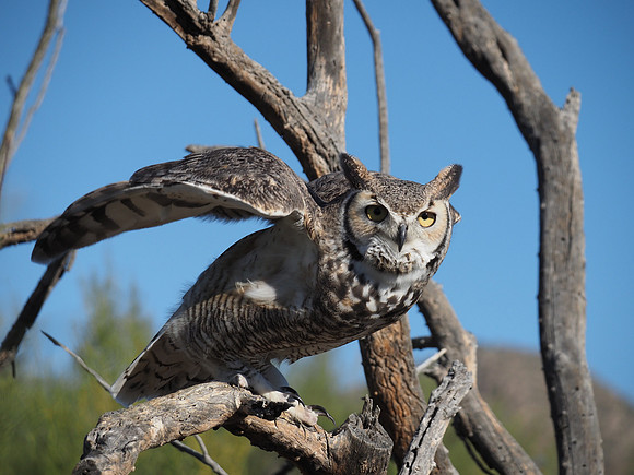Great Horned Owl; Arizona Sonora Desert Museum, raptor free flight.
