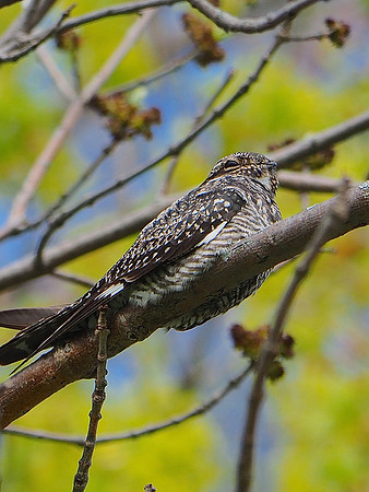 Common Nighthawk;  Lake Park, Milwaukee, WI;  June