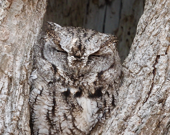Eastern Screech Owl, Kletzsch Park.