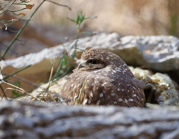 Burrowing Owl.  Arizona Sonora Desert Museum.