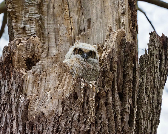 Great Horned Owlet in the nest.