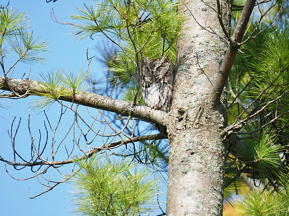 Eastern Screech-Owl; Lake Park; May