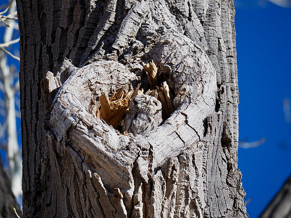 Western Screech-Owl; Arizona