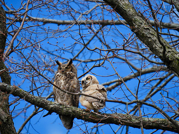 Great Horned Owls; Shorewood, WI; April