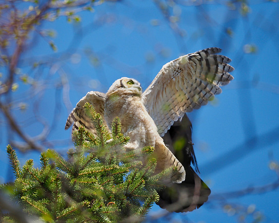 The fledgling being mobbed by a crow.