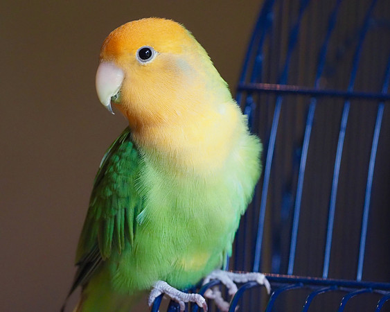 Mango!
