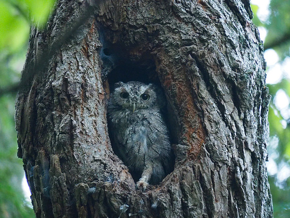 Eastern Screech-Owl; Schlitz Audubon Nature Center, Milwaukee, WI; August