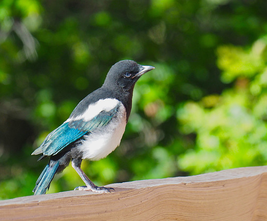 Black-billed Magpie, juvenile, gotta grow that tail!