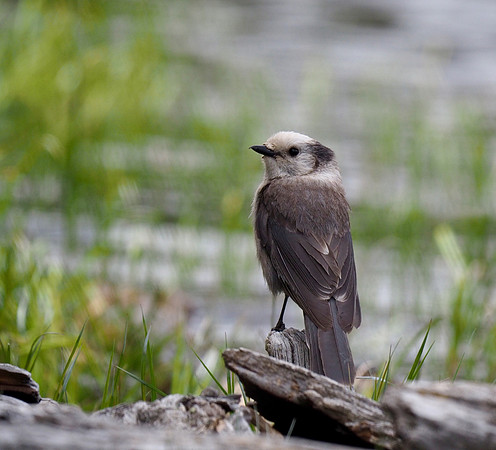 Canada Jay; Bierstadt Lake, RMNP, CO; June