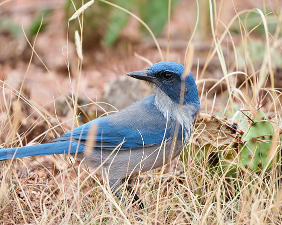 Woodhouse's Scrub Jay, Garden of the Gods, Colorado Springs.