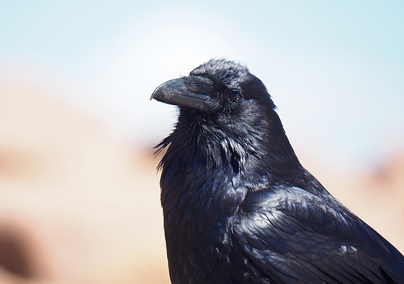 Common Raven - Smarter than a fifth grader!