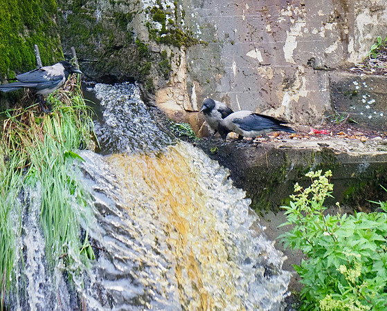 Hooded Crows, staying hydrated; Finland.