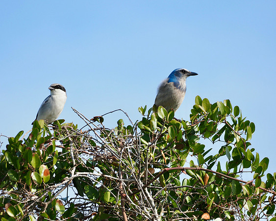 Loggerhead Shrike and Florida Scrub-Jay, sharing a lookout tree.