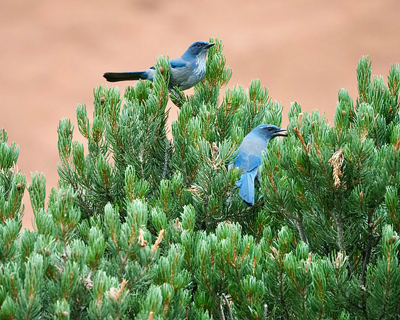 Woodhouse's Scrub Jays.
