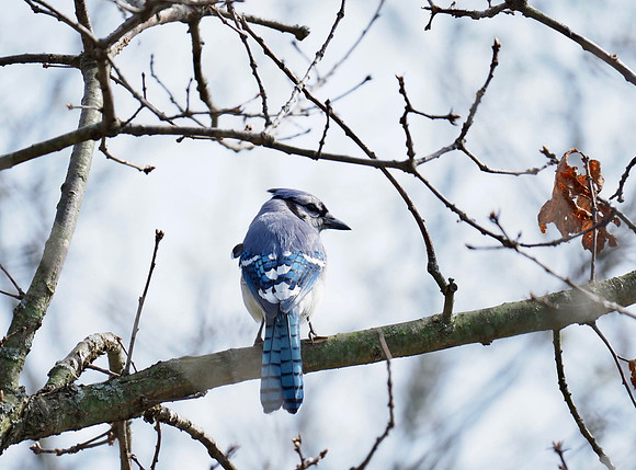 Blue Jay