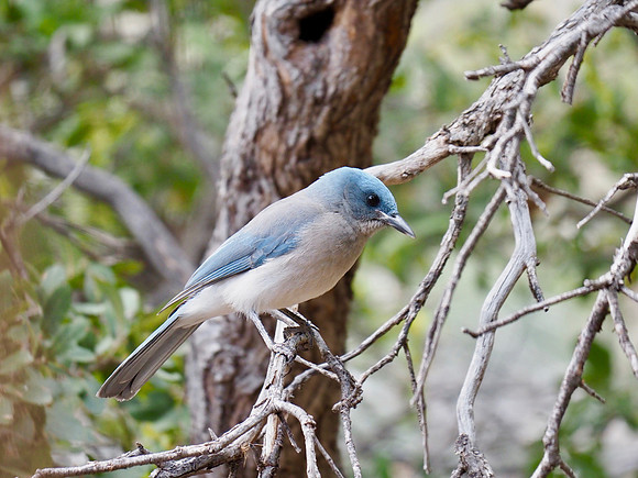 Mexican Jay