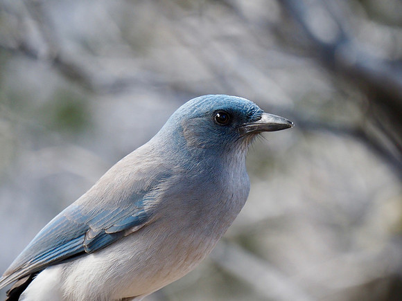 Mexican Jay