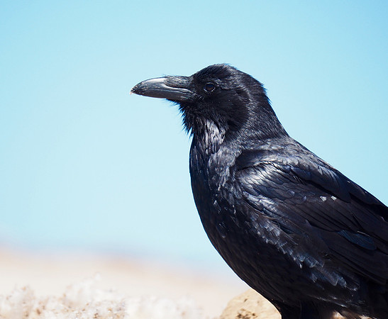 Common Raven at 14,000 feet; Pike's Peak, CO; June