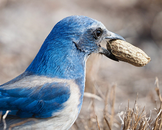 Caching a peanut for later.