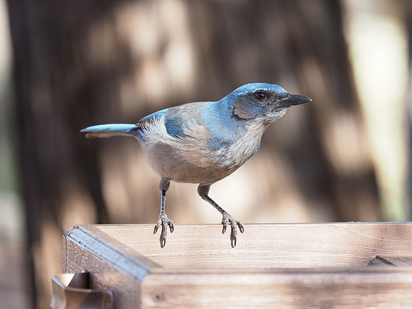 Woodhouse's Scrub Jay; Arizona
