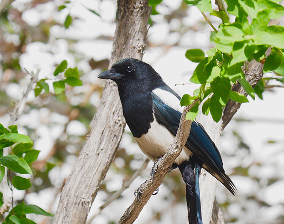 Black-billed Magpie
