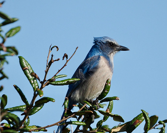 Florida Scrub Jay, Shamrock Nature Center, Venice, FL