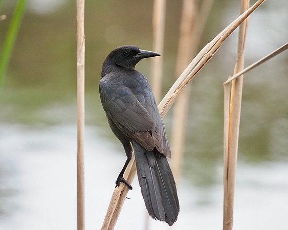 American Crow