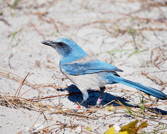 Florida Scrub-Jay with lots of bands.