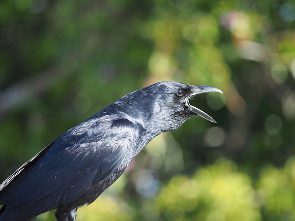 Fish Crow