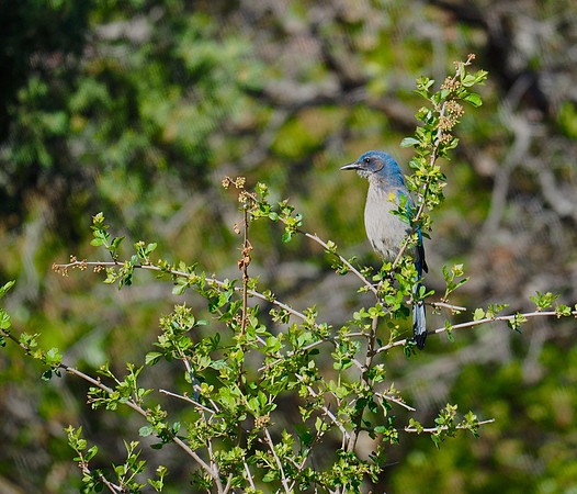 Woodhouse's Scrub-jay; Garden of the Gods, Colorado Springs, CO; June