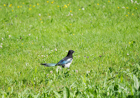 Eurasian Magpie; Finland; June.