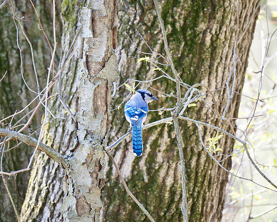 Blue Jay